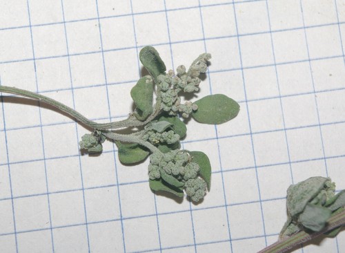 Chenopodium image