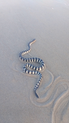 Hydrophis schistosus