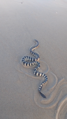 Hydrophis schistosus