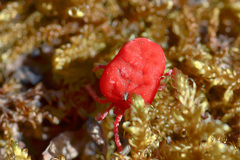 Trombidium holosericeum