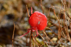 Trombidium holosericeum