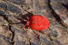 Trombidium holosericeum