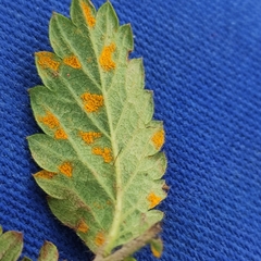 Quasipucciniastrum ochraceum