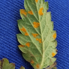 Quasipucciniastrum ochraceum