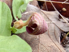 Aristolochia bracteosa