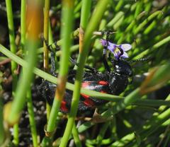 Hycleus sedecimguttatus