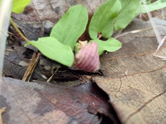 Aristolochia bracteosa