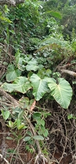 Philodendron ornatum