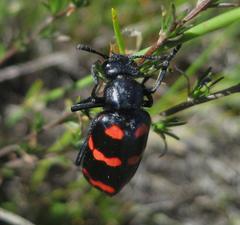 Hycleus sedecimguttatus