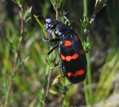 Hycleus sedecimguttatus