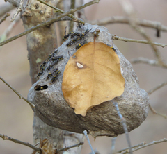 Polybia ruficeps xanthops