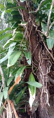 Philodendron crassinervium
