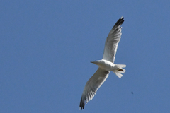 Larus michahellis