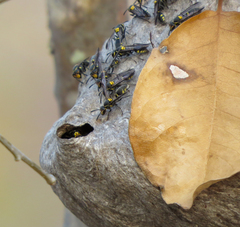 Polybia ruficeps xanthops