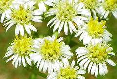 Microglossa mespilifolia