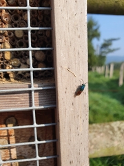 Chrysis ignita