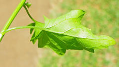 Microglossa mespilifolia