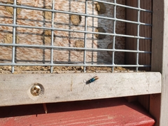 Chrysis ignita