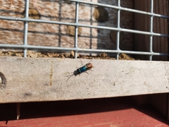 Chrysis ignita