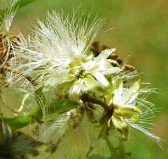 Microglossa mespilifolia