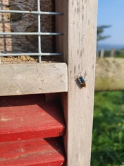 Chrysis ignita