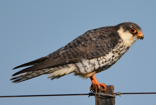 Amur Falcon