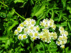 Microglossa mespilifolia