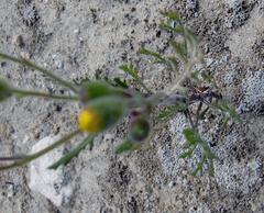 Senecio sophioides