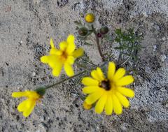Senecio sophioides