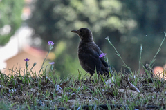 Turdus merula