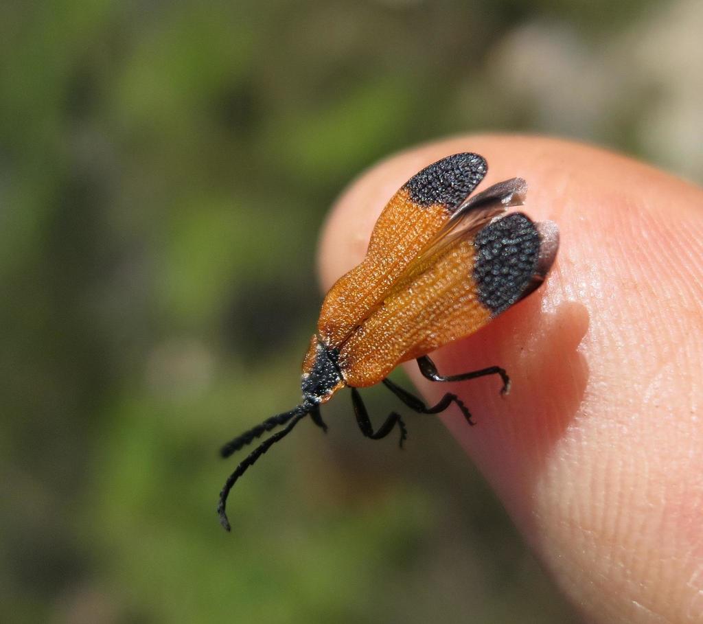 Haplolycus scrobicollis