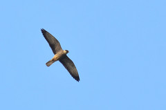 Amur Falcon photo 4