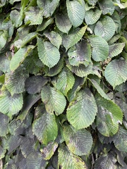 Ulmus glabra camperdownii