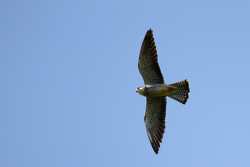 Amur Falcon