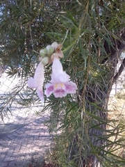 Chilopsis linearis