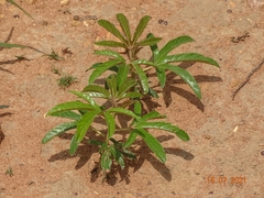 Cochlospermum tinctorium image