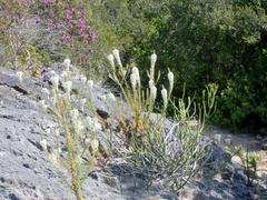 Dischisma ciliatum erinoides