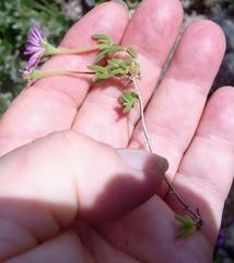 Drosanthemum intermedium