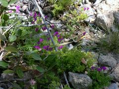 Drosanthemum intermedium