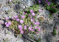 Drosanthemum intermedium