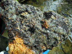 Salamandrina perspicillata