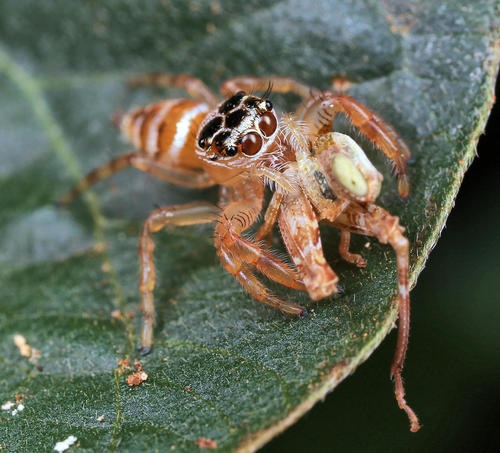 Photo of Goldband Thyene Jumping Spider (Thyene natalii)