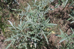 Ambrosia grayi
