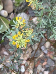 Acmispon dendroideus dendroideus
