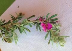 Indigofera rhodantha