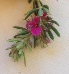 Indigofera rhodantha