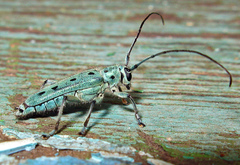 Saperda octopunctata