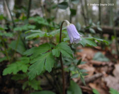 Anemonoides apennina