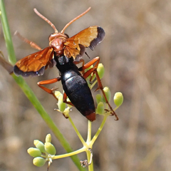 Hemipepsis mauritanica
