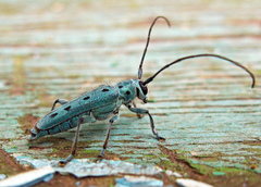 Saperda octopunctata